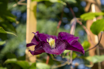 purple flower in the garden