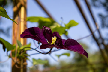 red rose on blue background