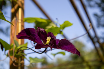 purple flowers on a tree