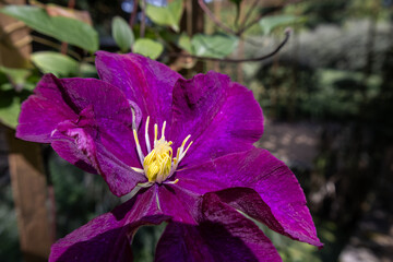 purple and yellow flower