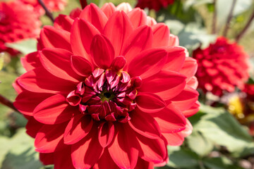 red dahlia flower in garden
