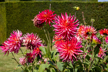 pink flowers in the garden