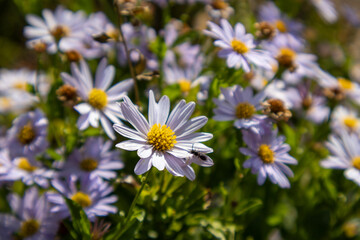 white daisies in the garden