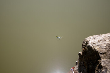 frog in the water