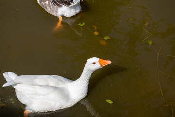 white duck on the water