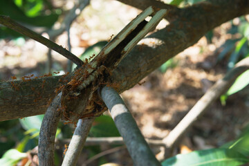 A swarm of red ants is preying on beetle larvae on a mango branch. The scene shows tiny creatures hunting their prey, with the branch riddled with holes from insect damage. natural pest management