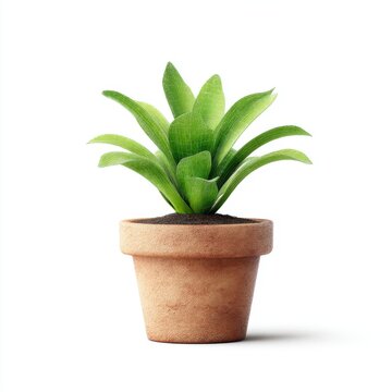 Fresh Green Plant in a Simple Terracotta Pot with Soil for Indoor Decoration and Natural Aesthetic Enhancement