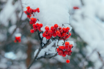 Intimate Botanical Perspective Highlighting Crystalline Textures On Vivid Frozen Berry Cluster