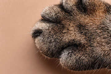Obraz premium Cat's paw extreme closeup on beige background. Pet care banner 