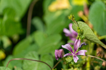 Obraz premium Wild Geranium Flower with Green Foliage