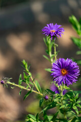 Obraz premium Vibrant Purple Aster in Bloom