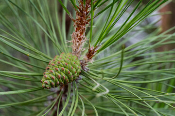 Green Pine Cone Close Up