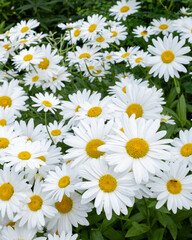 Fototapeta premium Beautiful daisies bloom in a lush garden during spring season, creating a vibrant display of white and yellow petals
