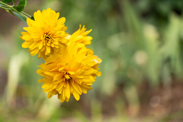 Fototapeta premium Two Bright Yellow Rudbeckia Flowers in Summer Garden