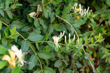 Close Up of Honeysuckle Blossoms