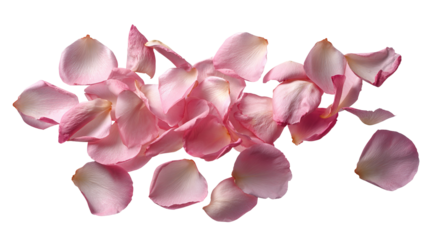 Scattered Pink Rose Petals Floating. Romantic Floral Decoration for Wedding, Valentine’s Day, Love, Beauty, Spa. Elegant Natural Design Elements Isolated on White Background. Falling Fowers Particles 