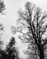 Obraz premium Dark branches reach toward a cloudy sky in a quiet park during early winter