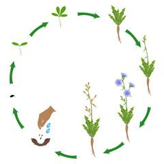 Life cycle of chicory plant on a white background..eps
