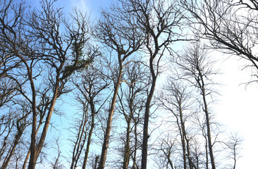 Obraz premium Teak forest in an area in Central Java, Indonesia during the deciduous season.