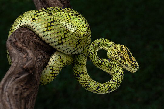 Sumatran tree viper (Trimeresurus sumatranus) is a species of venomous pit viper found in the tropical forests of Indonesia, Malaysia, and Thailand.