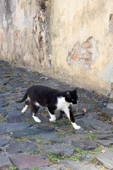gato callejero blanco y negro caminando por la calle