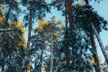Snowy Pines Form Grand Cathedral, Frozen Pine Trees Tower Like Majestic Sacred Cathedrals In Silence