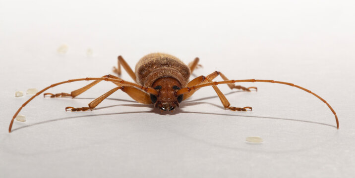 Stromatium fulvum is a species of beetle in the family Cerambycidae. ( Stromatium unicolor, Stromatium auratum). The female. Bulgaria.