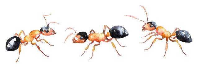 Ants in action on transparent background nature illustration detailed view natural habitat