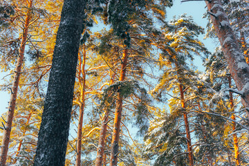 Wild Nature Illuminated By Bright Sunlight, Forest Canopy Bathes Surroundings With Peaceful Golden Light