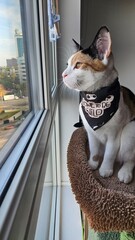 halloween cat © Lorena