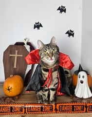 halloween cat © Lorena