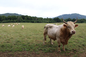 Fototapeta premium Cows with horns grazing in an open field along the Camino de Santiago route in Navarre, photographed in July 2024.