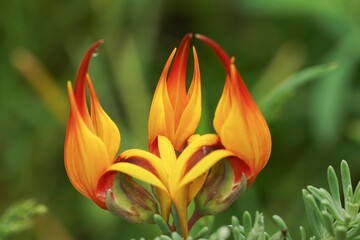 Closeup on a colorful orange and red birdsfoot deervetch, Lotus corniculatus in the garden.