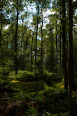 Obraz premium morning in the woods