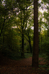 Fototapeta premium sun rays in the forest