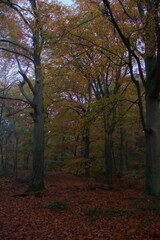 Fototapeta premium autumn in the woods