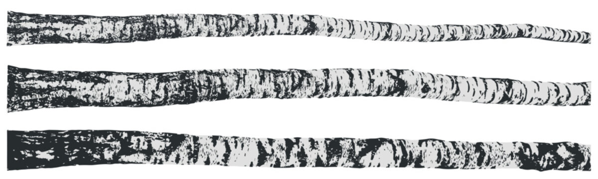 Realistic birch tree trunk. Wooden log. Isolated birch forest. Vector illustration set