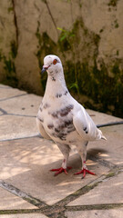 Fototapeta premium White pigeon close up standing on stone pavement outdoors