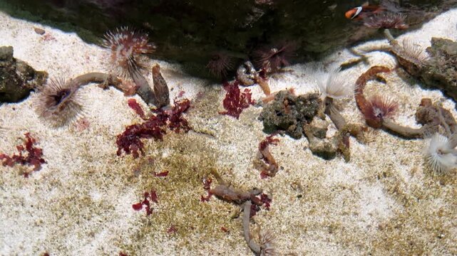 Sabelastrata indica in a vibrant marine environment, featuring sand, coral, and diverse marine species like clownfish. The ecosystem displays natural balance and interaction.