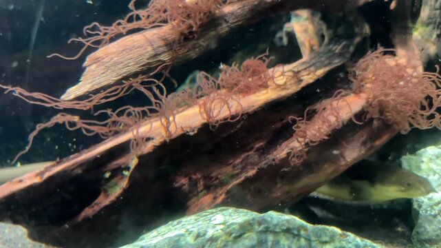 Bichir fish elegantly swims through an aquarium, showcasing its elongated body and delicate fins against a backdrop of aquatic plants. Captures the serene underwater movement.