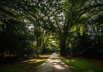 road in the forest. Photographed park sunrise with morning light making its way through the trees and casting long shadows along a winding path.