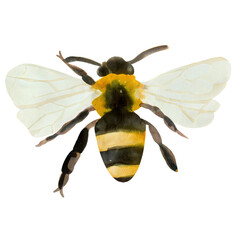 Watercolor bumblebee illustration from top view with translucent wings