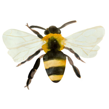 Watercolor bumblebee illustration from top view with translucent wings