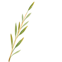 Obraz premium Watercolor olive branch with slender green leaves, hand painted botanical stem isolated