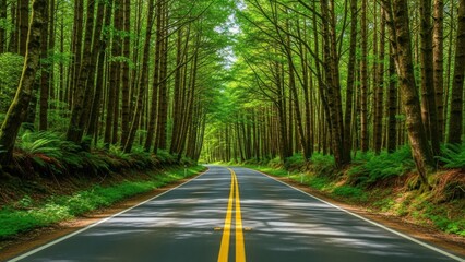 Serene forest road with lush greenery and sunlight
