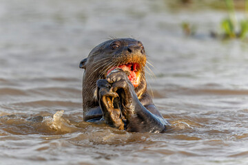 Obraz premium Giant River Otter, Pteronura brasiliensis, hunting and eating fish, Matto Grosso, Pantanal, Brazil, South America