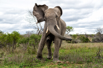 Fototapeta premium Elephant bull walking in the Kruger National Park in South Africa