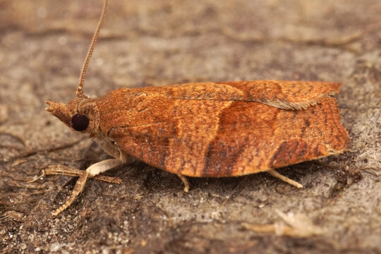 Closeup on the dark fruit-tree tortrix or apple brown tortrix micro moth , Pandemis heparana