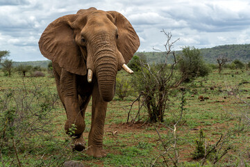 Fototapeta premium Elephant bull walking in the Kruger National Park in South Africa