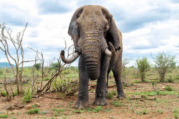 Obraz premium Elephant bull walking in the Kruger National Park in South Africa